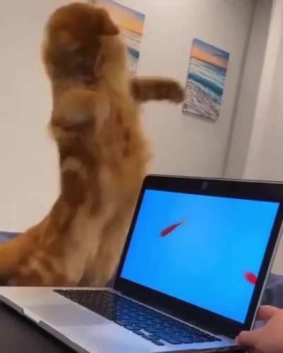 to attack the fishies