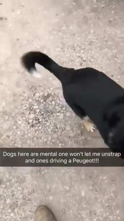 Who let the dogs out