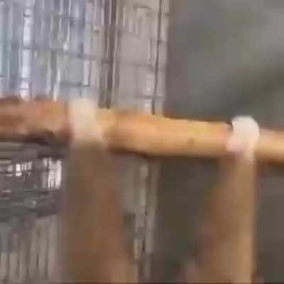 REJECT HUMANITY🤬🤬🤬