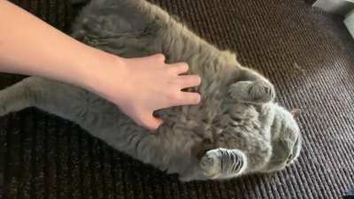 He spooked me when i was petting his belly.