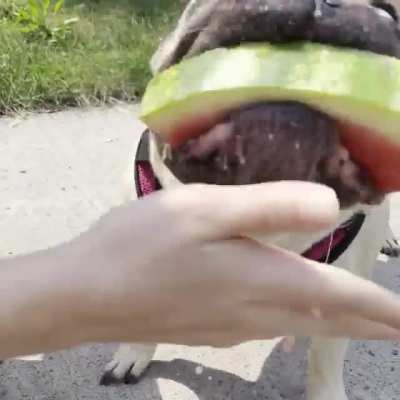 It’s Georgia’s 7th birthday today so we got her a watermelon 😂