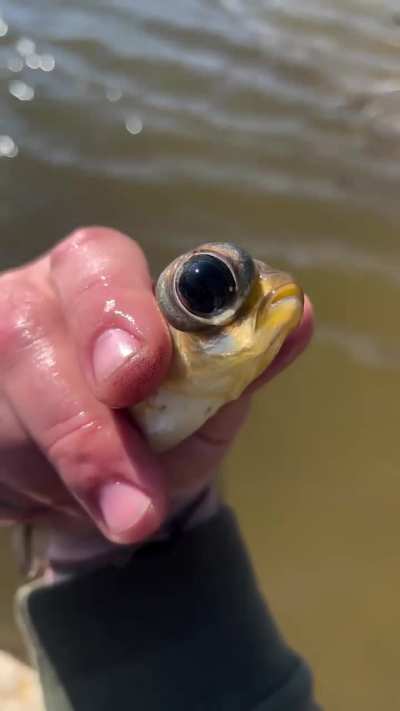 This fish has one normal eye and one dramatically enlarged eye