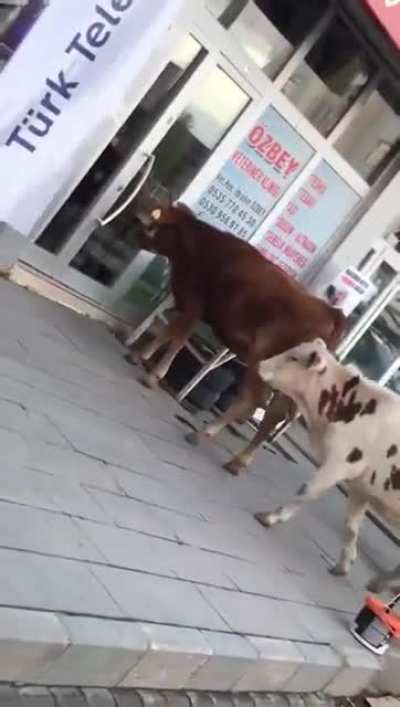 Context: cows in Turkey head to the vet's, announce themselves. Guy with the camera tells them the vet is not there yet. Civilization wins.