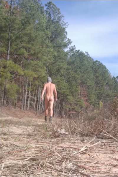 A walk amongst the pines