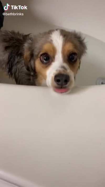 Adorable puppy’s eyes