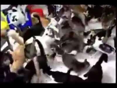 Cat Lady