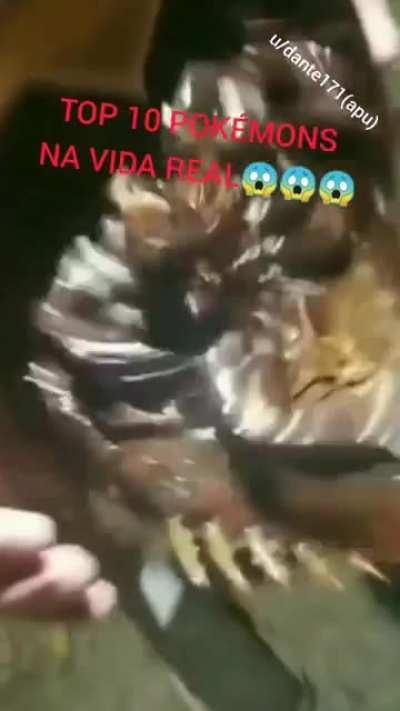 Quem e esse pokémon?( Aviso vídeo um pouco nojento tu vai sentir uma certa agonia então cuidado)
