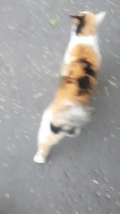 Neighbourhood cat won’t let us pass unless we pay in pets