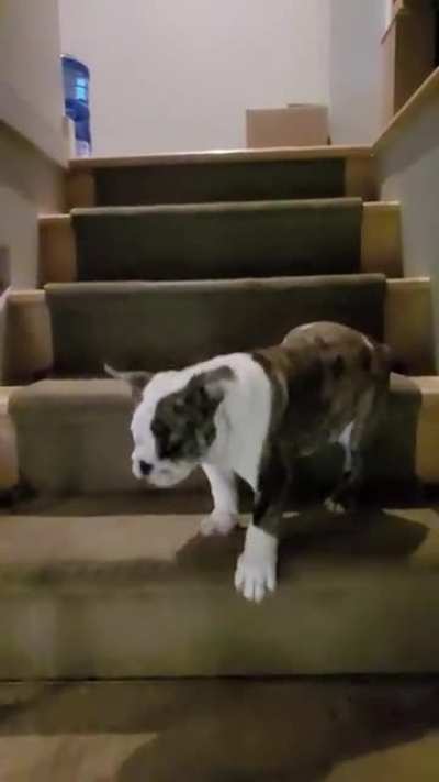 Barbara Ann has not figured out stairs yet.