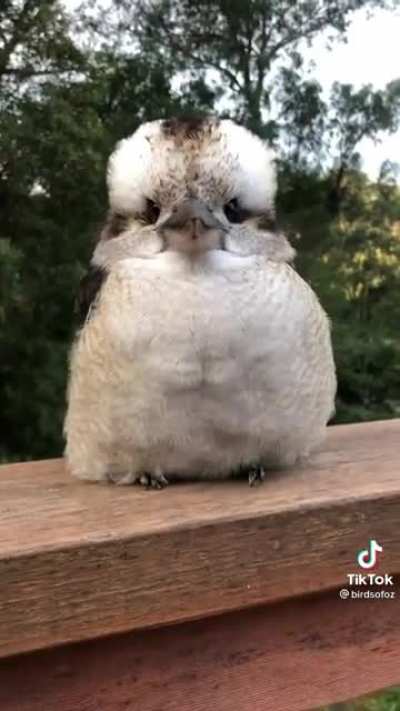 Small boi :')