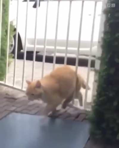 Cat Walks Through A Gate He's Too Fat To Fit Through
