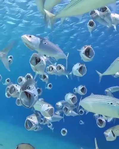 These are Striped Mackerel. They are filter feeders! To feed, they open their mouths as they swim and sieve zooplankton from the water with their gill rakers acting like a net.