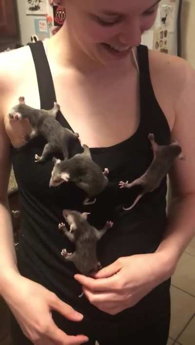 Shirt complete with cute possums.