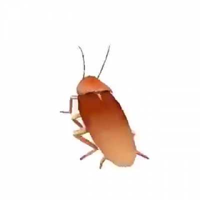 wēēw