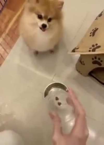 Informação: Cachorros não gostam de dieta MonkaW