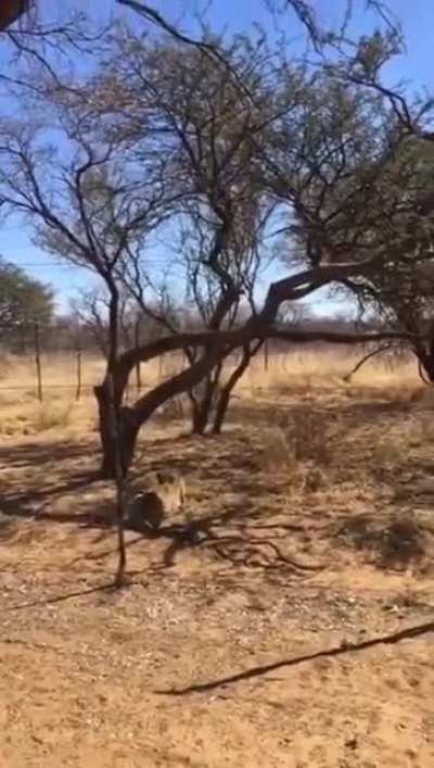 🔥 Big Cat agility at its finest. A Leopard uses a branch to launch himself nearly 20 feet in the air to catch a bird.