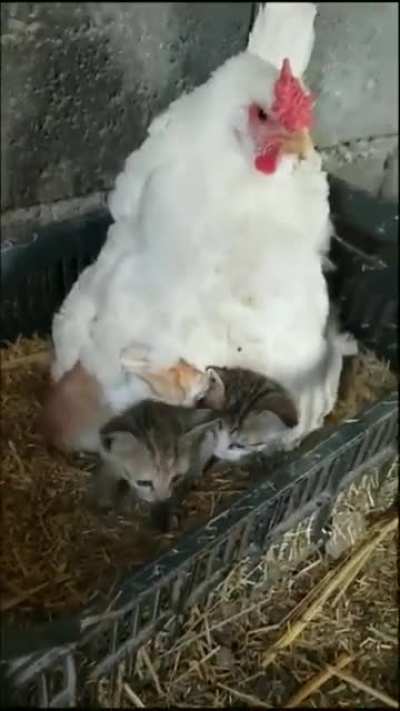 Let's see if the chicks are hatched.