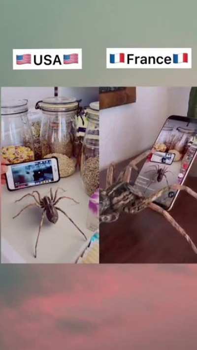 Spider of USA vs France 😂