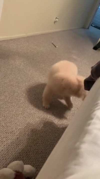 What is this thing?
