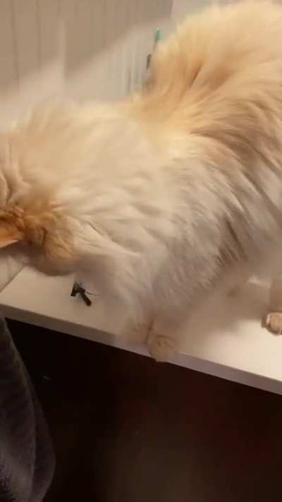 Successful sneak