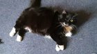 Bloody Cat