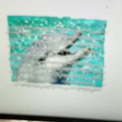 Desktop dolphin inception.