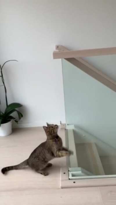 Glass balustrade