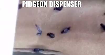 pedgin