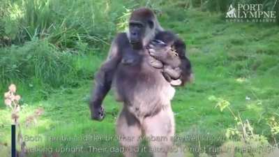 Gorillas don't typically walk upright unless they have to, and for only a brief amount of time(like when trying to a void a puddle of water). Tamba the Gorilla is an exception, and its a trait that runs in the family, as her dad and brother did it as well