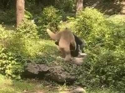 What I wouldn't do to be able to hug a gibbon