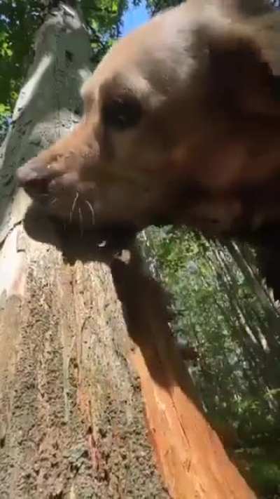 Beastly Guardians of Nature, Reassemblers of Trees