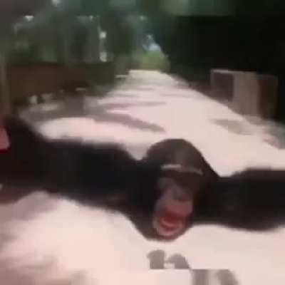 Hehe Monke