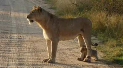 Baby lion!
