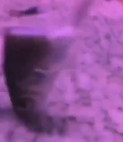 fi