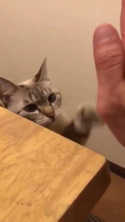 Cheeky Meow