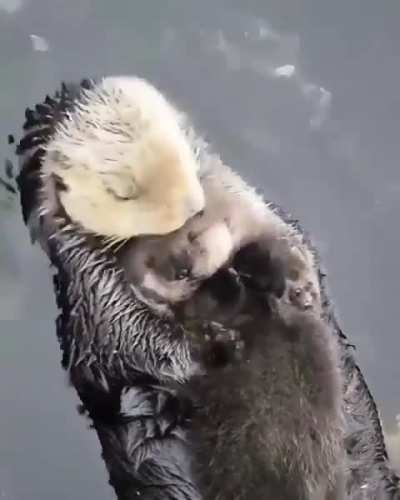 Newborn sea otter pups are so buoyant they can’t immediately dive for food.