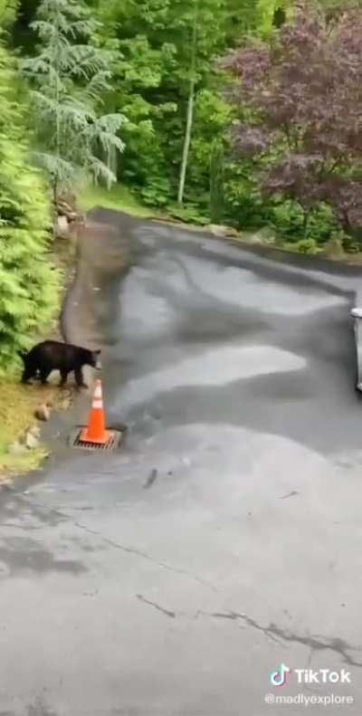 Bear going home