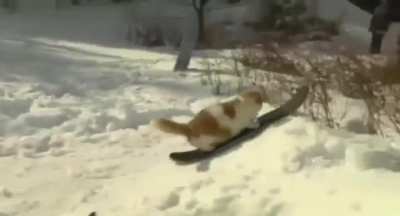 This kitty grinding rails