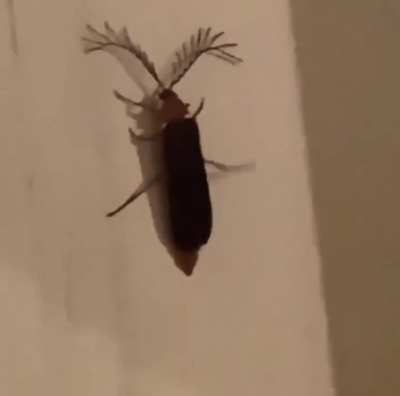 eyelash bug