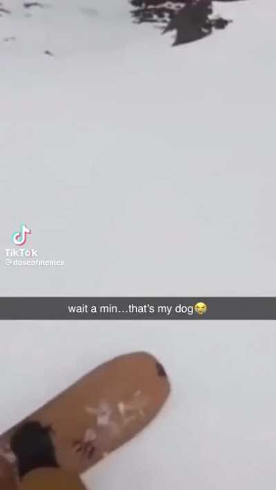 what the dog doin