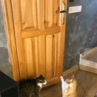 NO word for both cats LOL