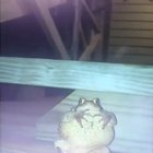 Poke chilling after a long day of reacting.