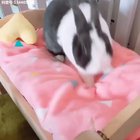 Rabbit making his bed before sleep