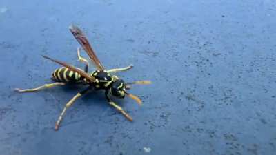 Wasp Walk