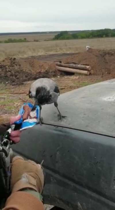 Crow bro joined Ukrainian soldiers