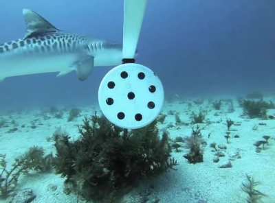 Very young tiger shark practicing her test bites