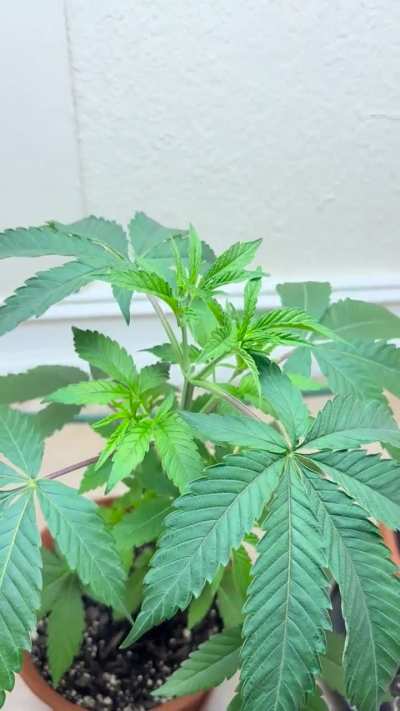 First time grow