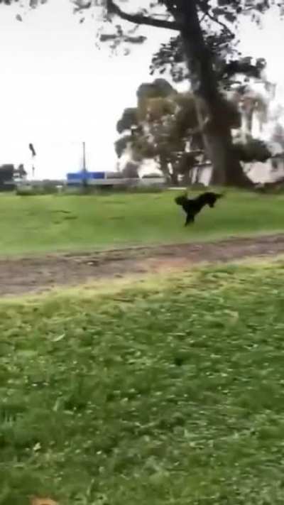 What's wrong with this dog?