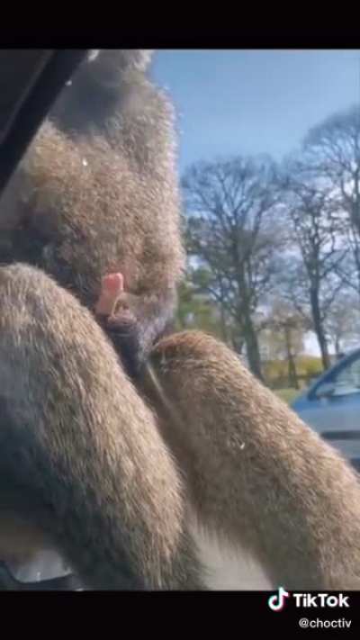 Monkey do not care
