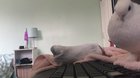 what it's like to have a house pigeon